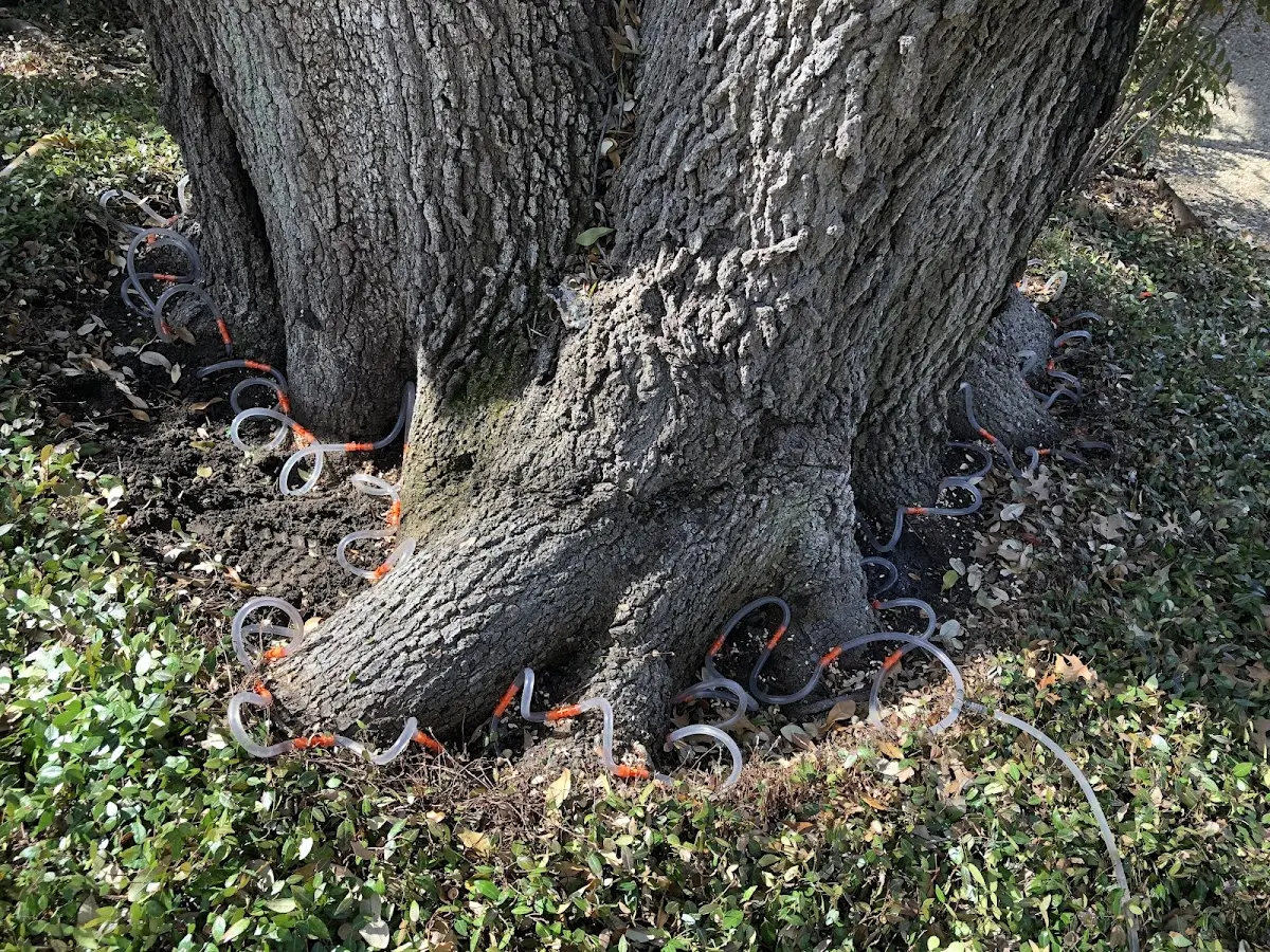Detailed Tree Cabling and Bracing job site in De Borgia