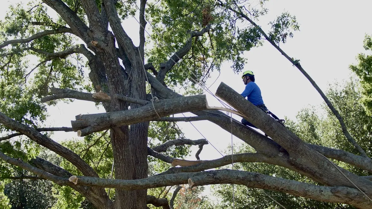 Professional Crown Thinning performed by certified arborists in De Borgia